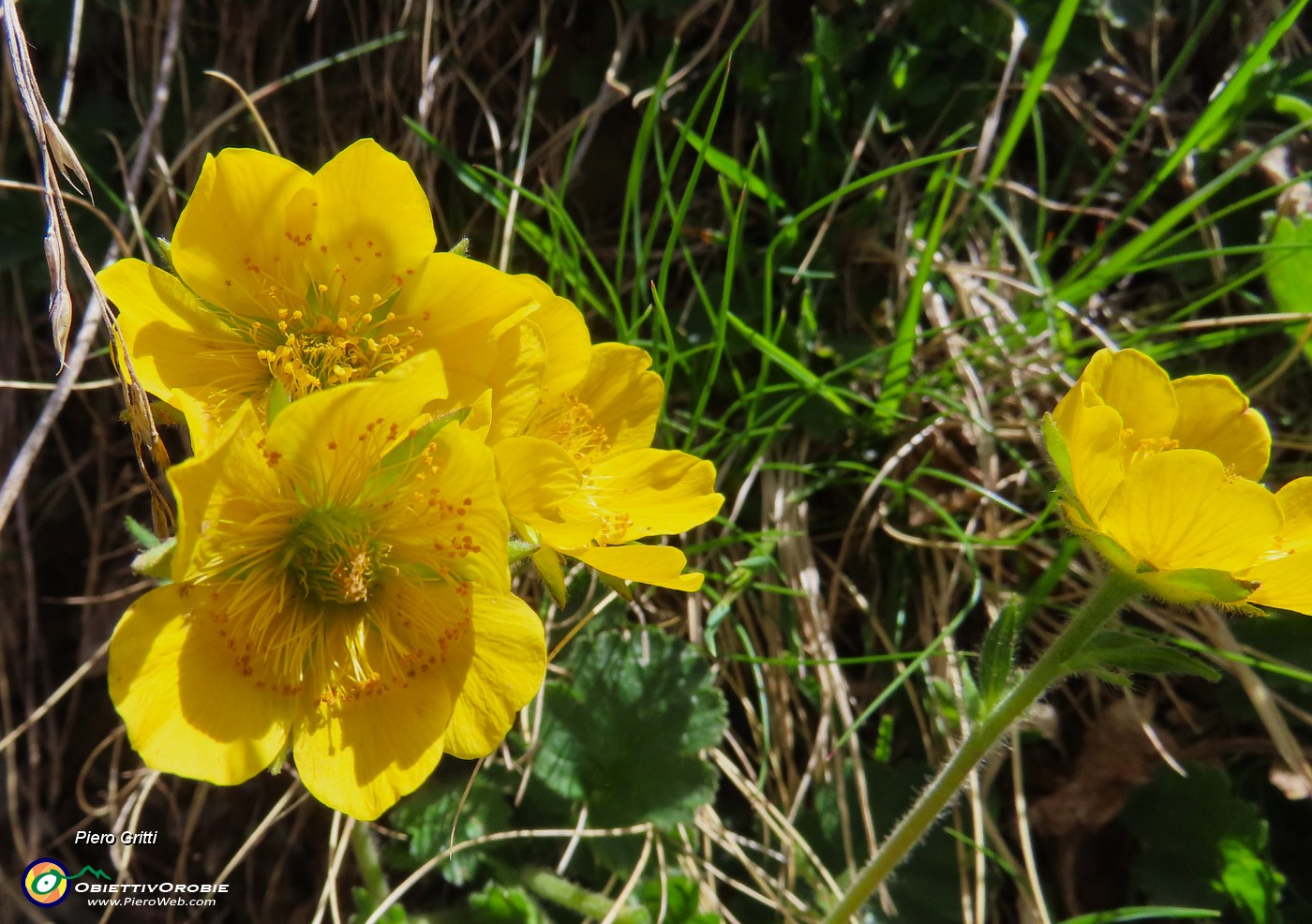 53 Geum peptans - Cariofilliata delle pietraie.JPG